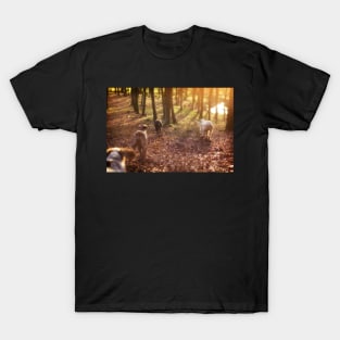 Into the woods Spinone T-Shirt